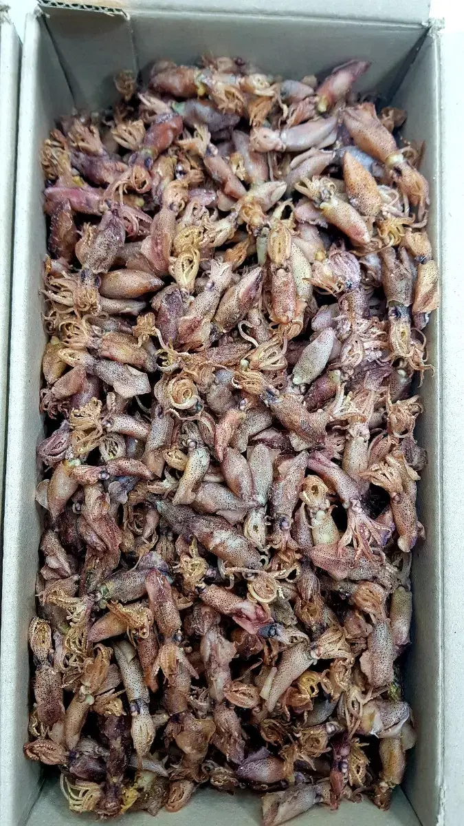 최상급 남해안 신선한 햇꼴뚜기 건꼴뚜기 (750g/1.5kg)