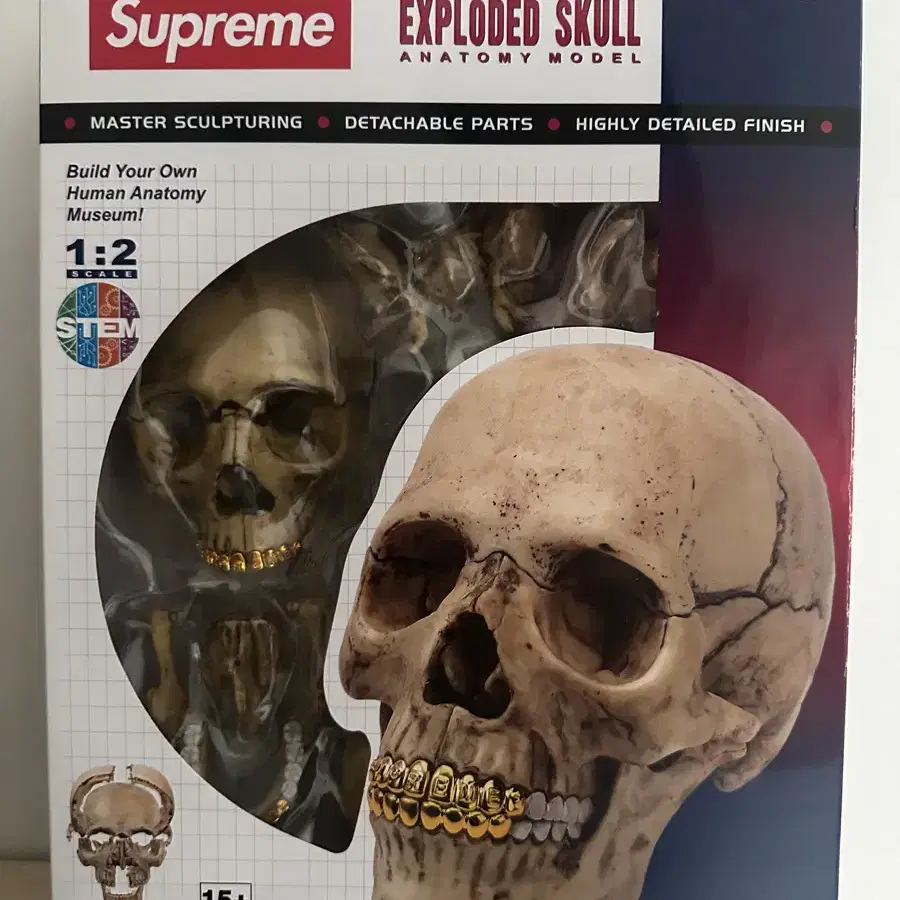 supreme 4D model human skull natural