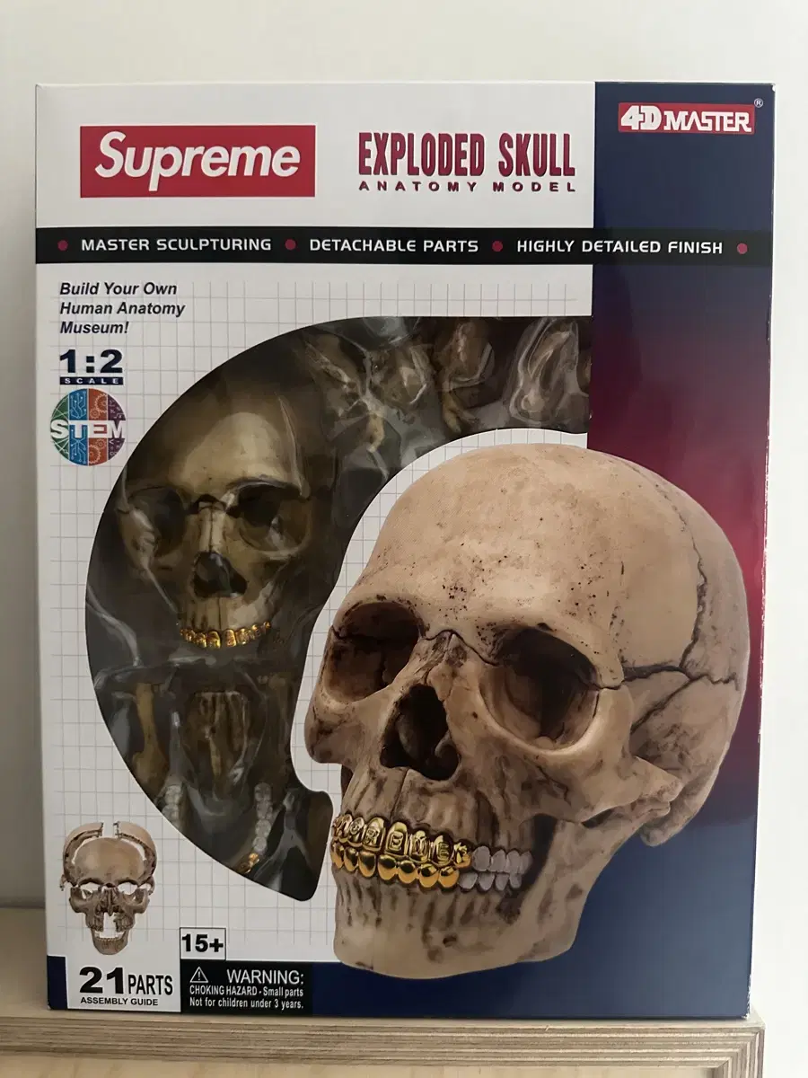 supreme 4D model human skull natural