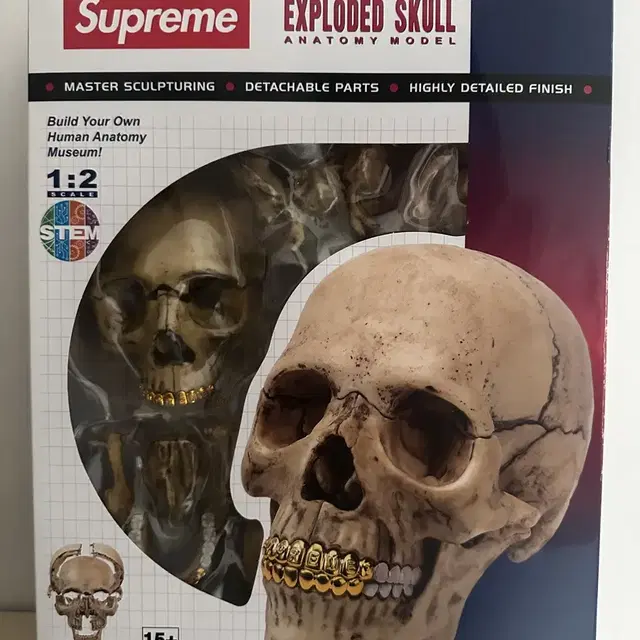 supreme 4D model human skull natural