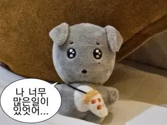 급전)겸도그 싸게 판매합니다