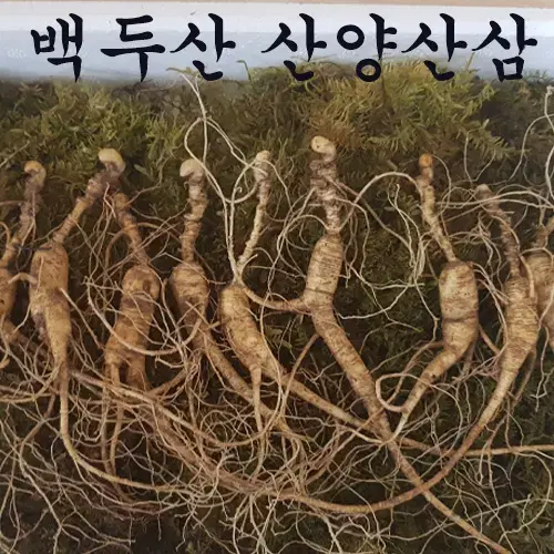 장뇌삼 산양산삼 13년 18년 5뿌리 10뿌리