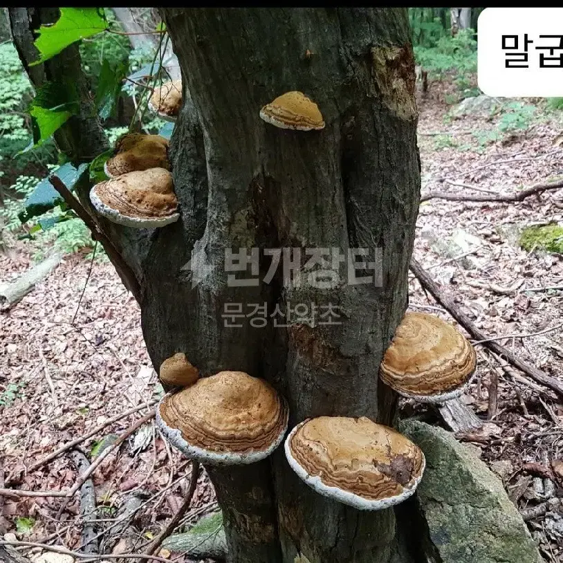 야생 말굽버섯 (절편)