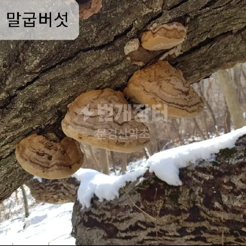 야생 말굽버섯 (절편)