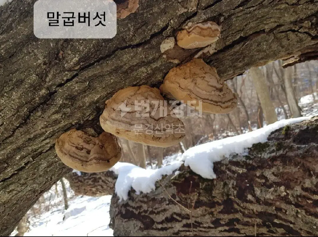 야생 말굽버섯 (절편)