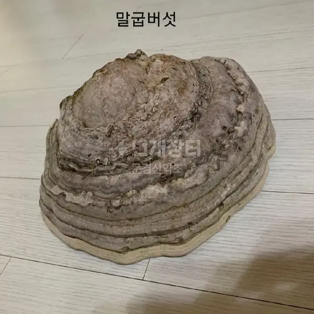 야생 말굽버섯 (절편)