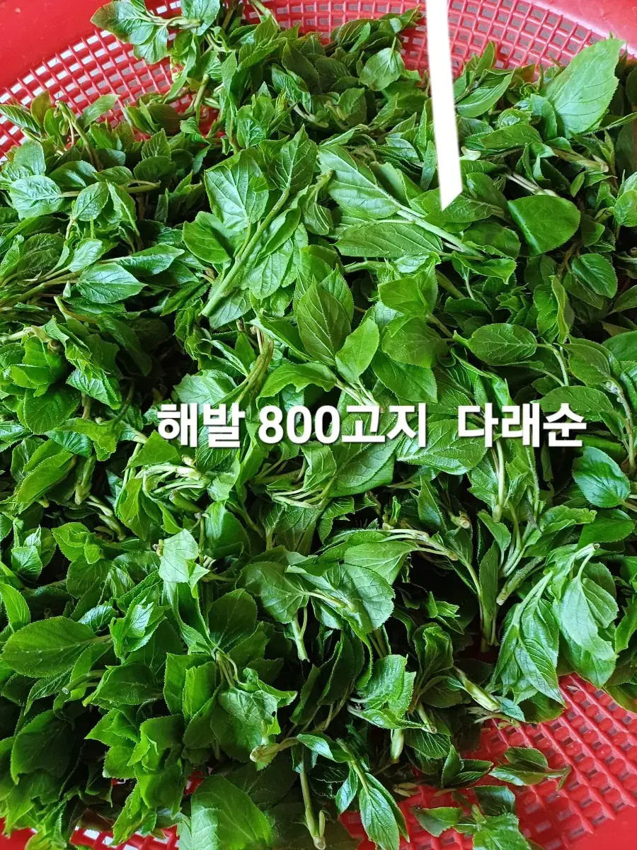 야생 건조 다래순나물(50g)