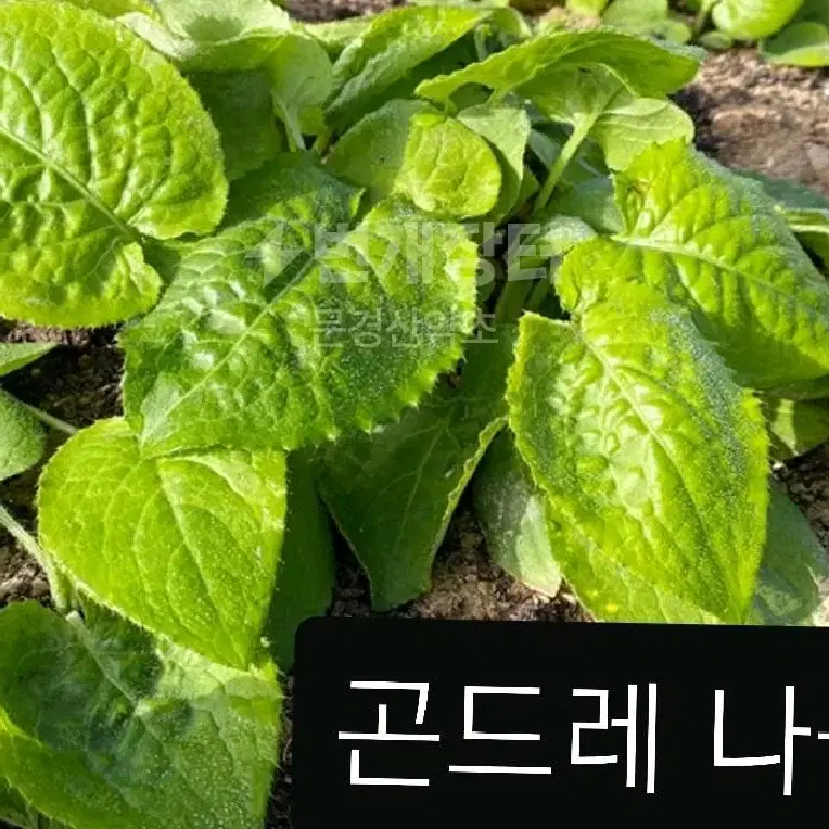 자연산 건조 곤드레나물 (1봉지-50g)