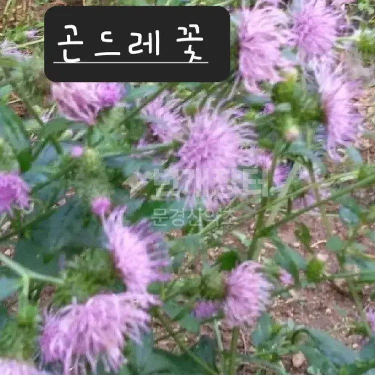 자연산 건조 곤드레나물 (1봉지-50g)