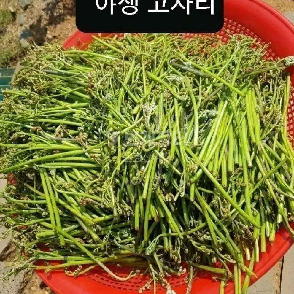 야생 고사리 나물(건조)