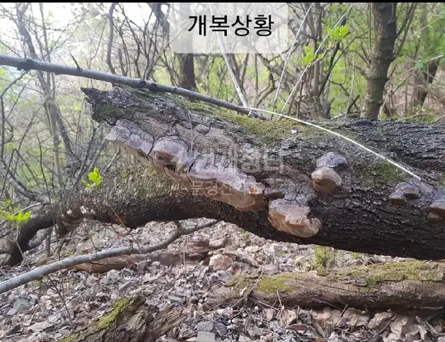 야생 자연산 개복상황버섯