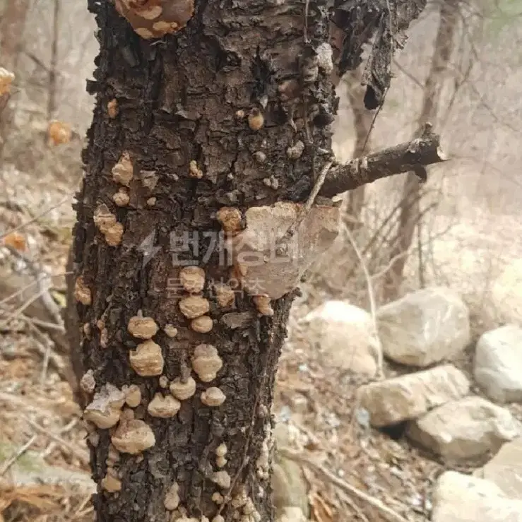 야생 자연산 개복상황버섯