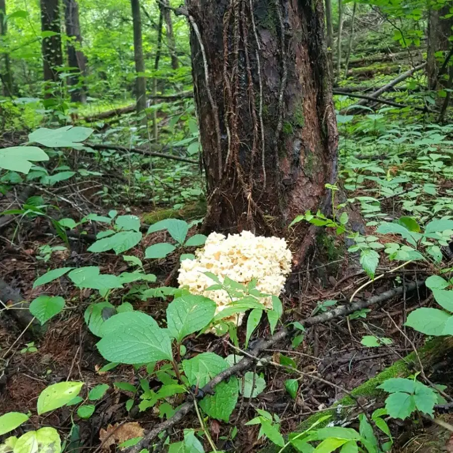 야생 자연산 꽃송이버섯 (건조)