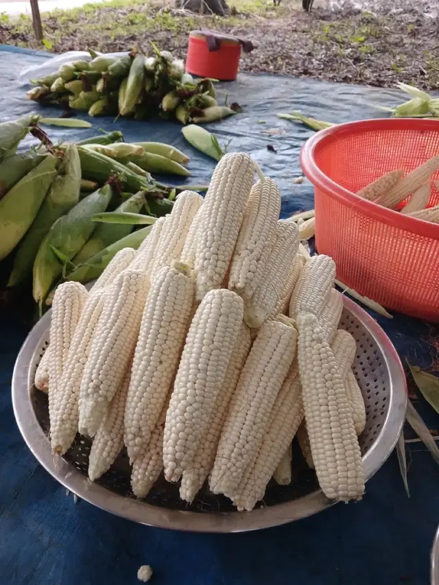 진천 대학미백찰옥수수 30개 아침수확발송