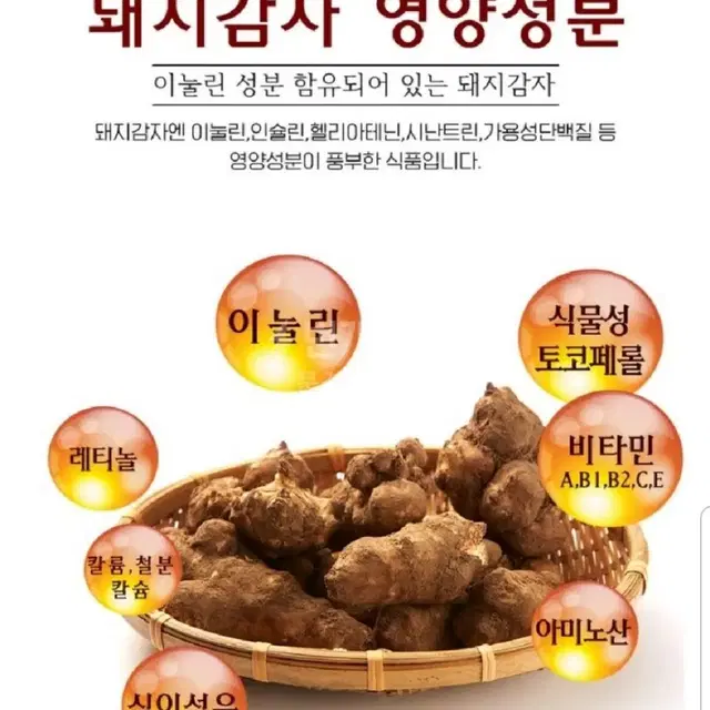 야생 자연산 볶은 돼지감자차