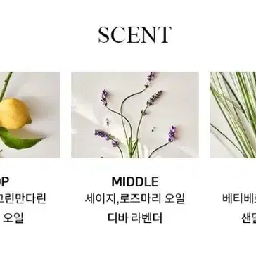 랄프로렌폴로 어스 프로빈셜 세이지 EDT 100ml