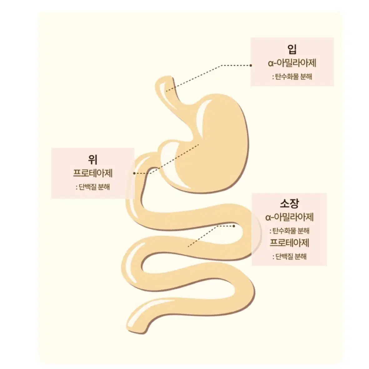 비비랩 이너뷰 효소 3g x 30포 1박스 1개월분