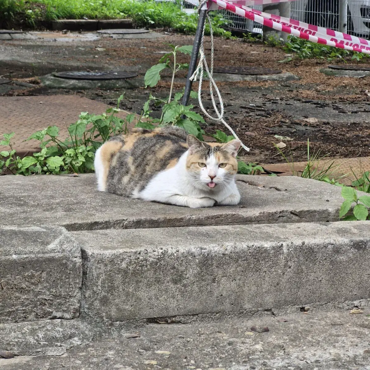 농담곰 릴패스 카드지갑