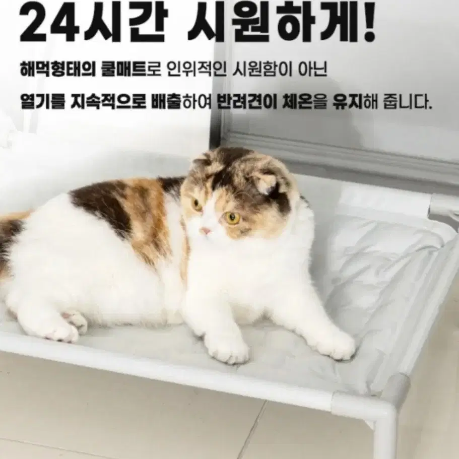 [디팡] 댕냥이 쿨매트