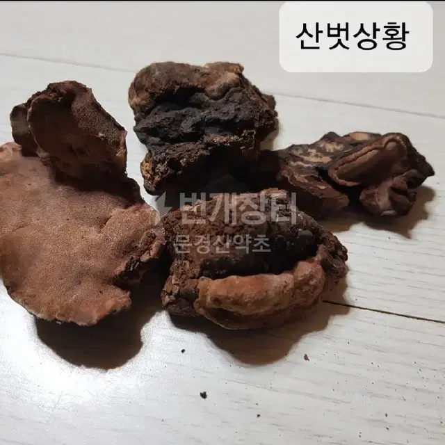 야생 산벗 상황버섯