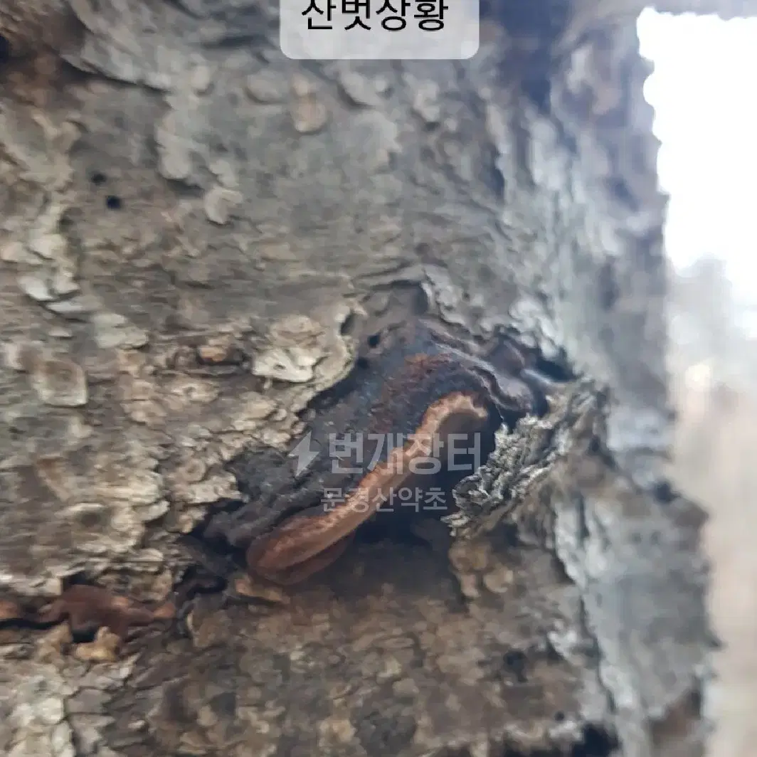 야생 산벗 상황버섯