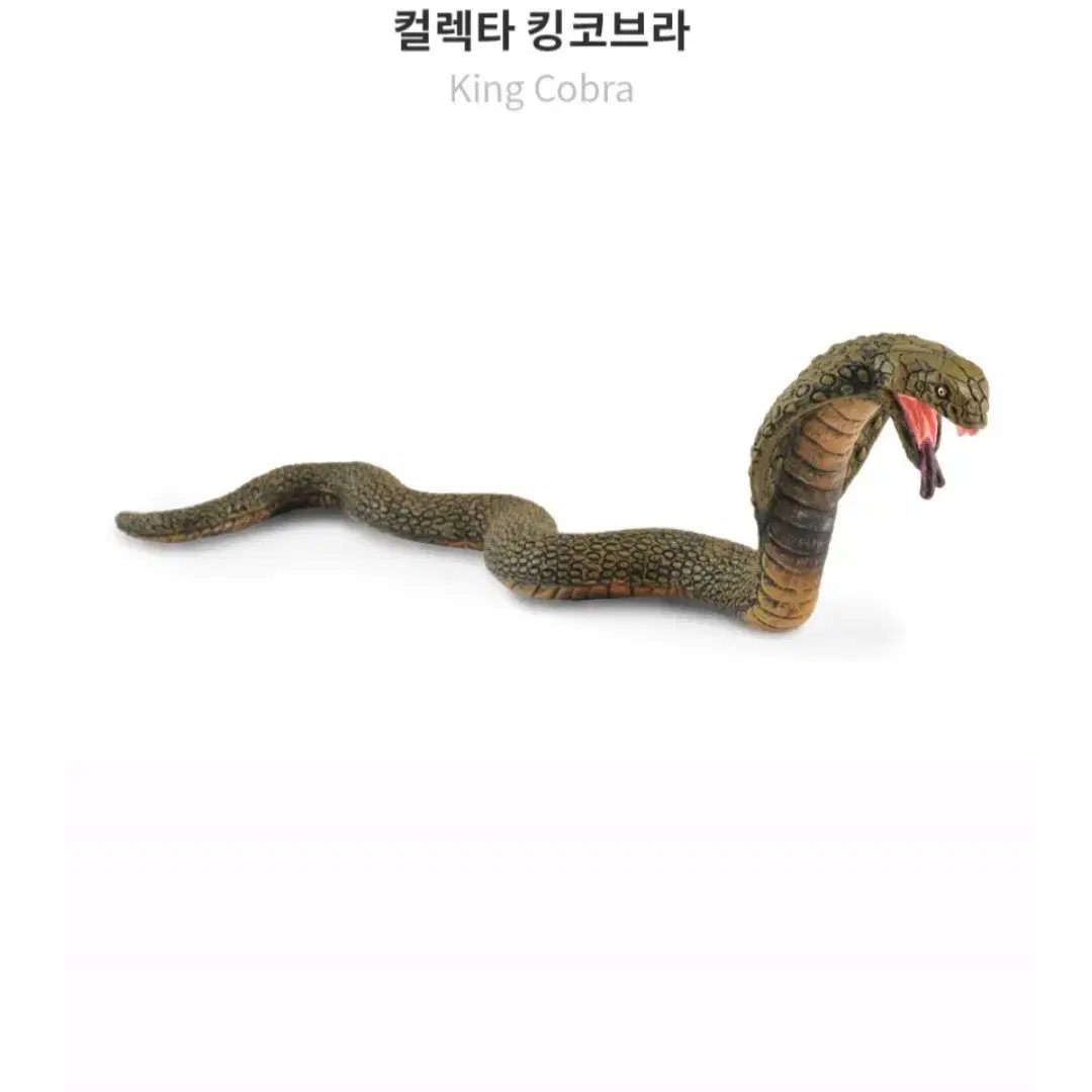 컬렉타 킹코브라