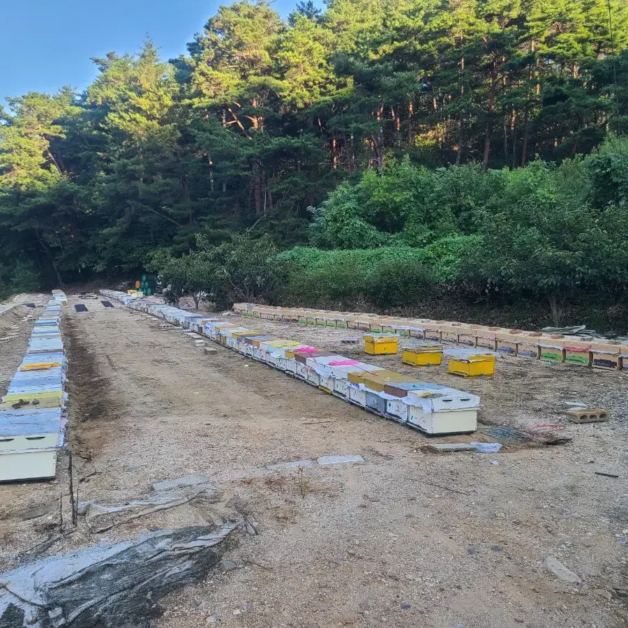 경북 울진 통고산 벌꿀 판매합니다.