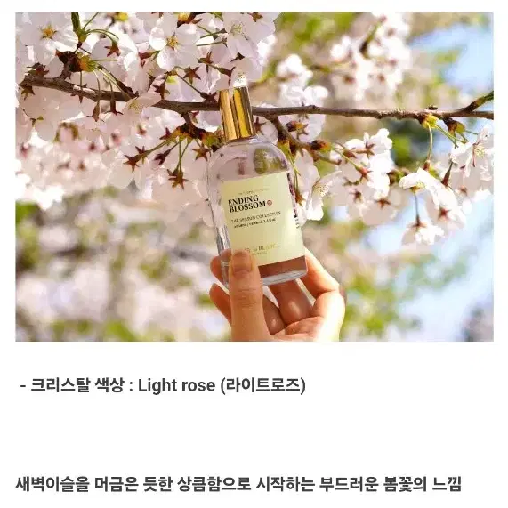 텀블벅 누아블랑 봄 엔딩블로썸 향수 100ml