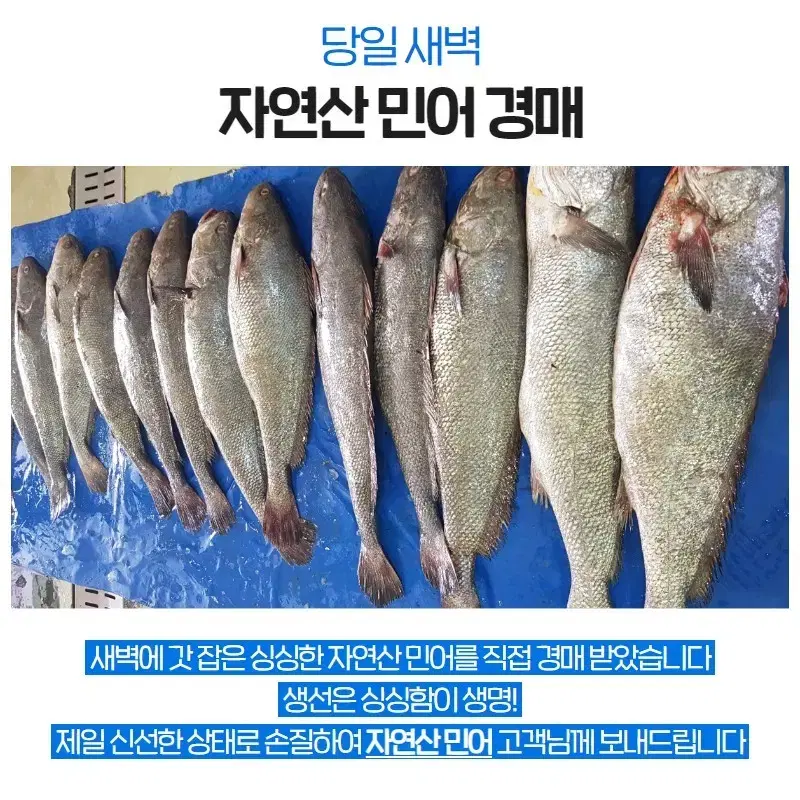 자연산민어회필렛