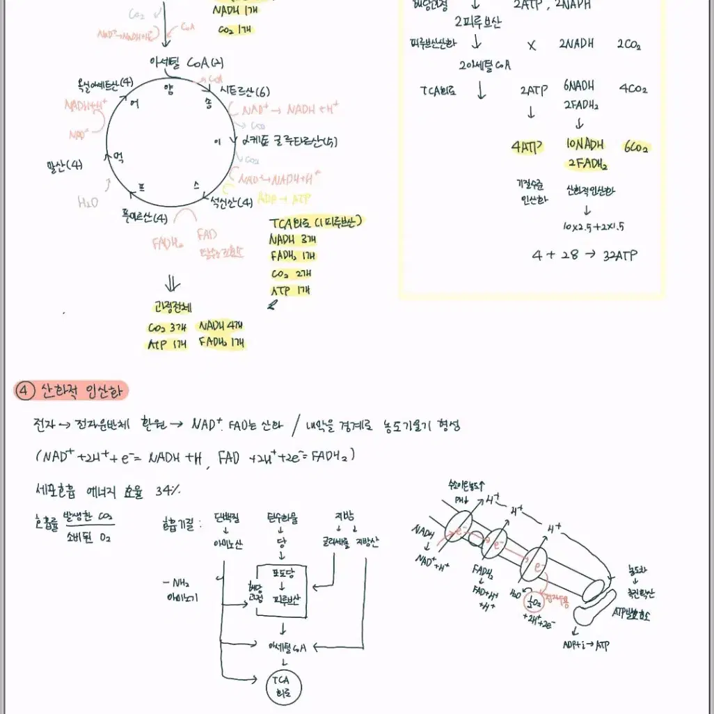 생명과학2 노트필기