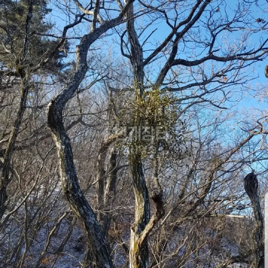 야생 겨우살이