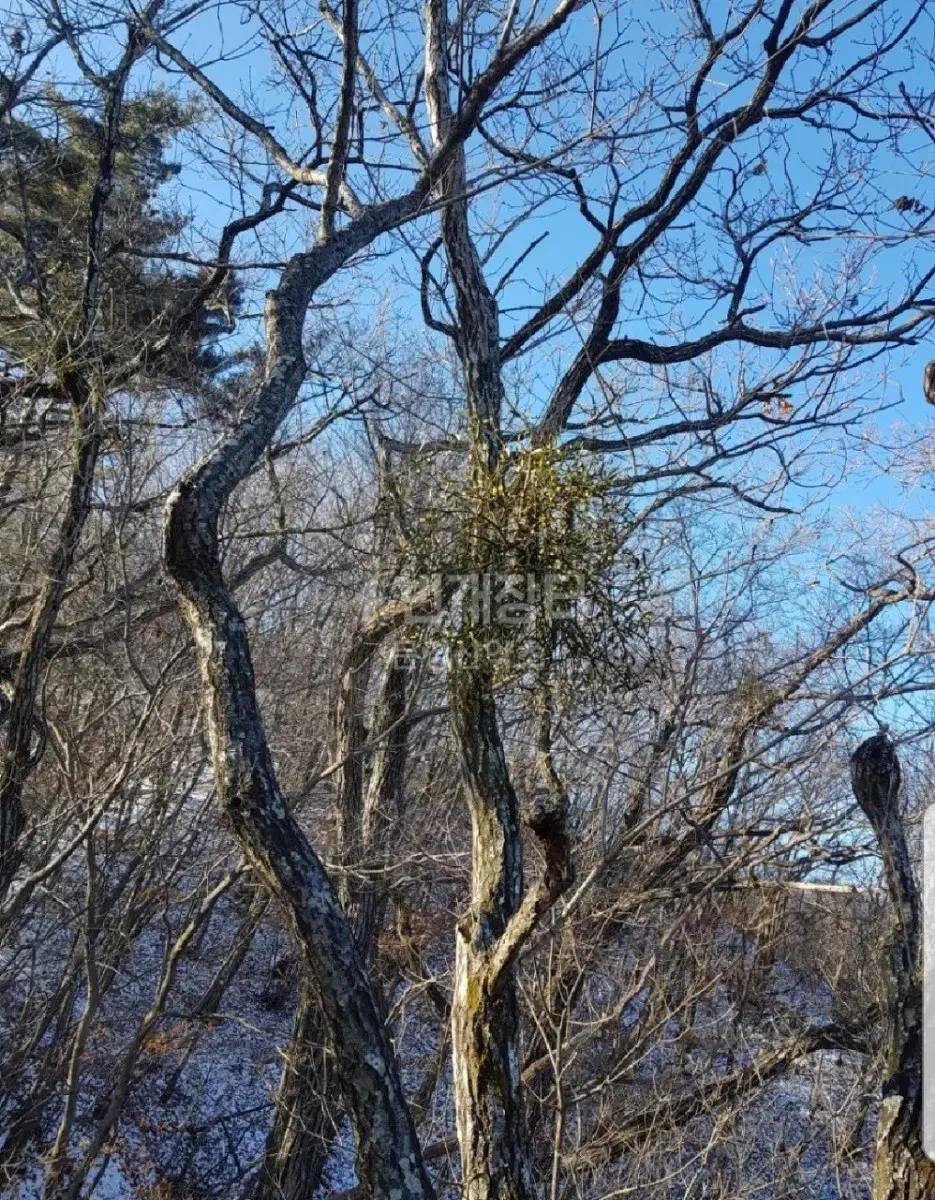 야생 겨우살이