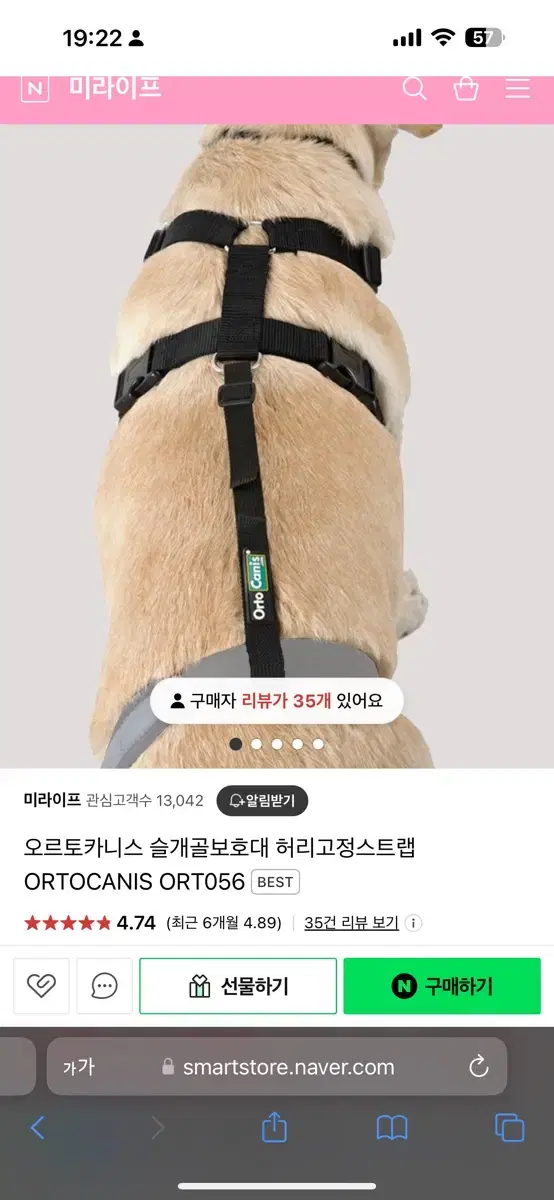 오르토카니스 강아지 허리고정스트랩