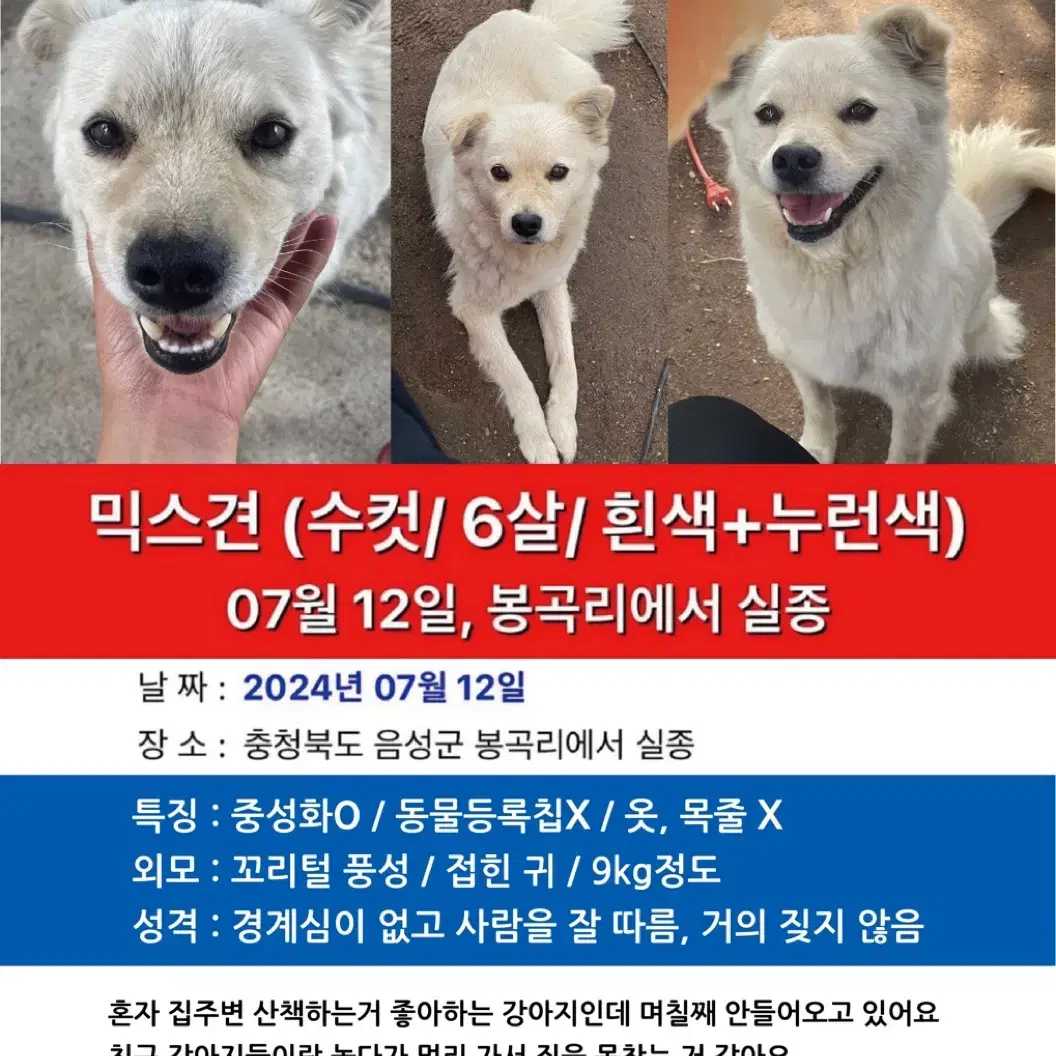 강아지를 찾습니다ㅠㅠ 사례금 30만원드려요