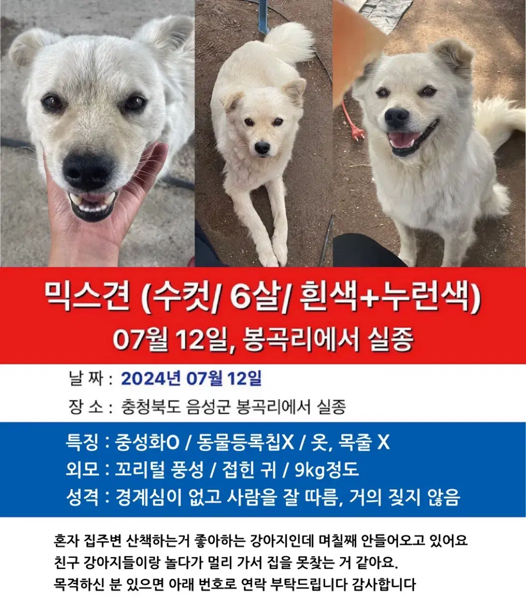 강아지를 찾습니다ㅠㅠ 사례금 30만원드려요