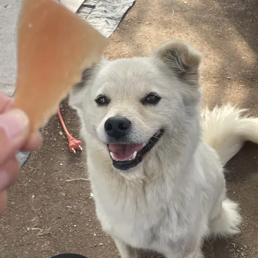 강아지를 찾습니다ㅠㅠ 사례금 30만원드려요