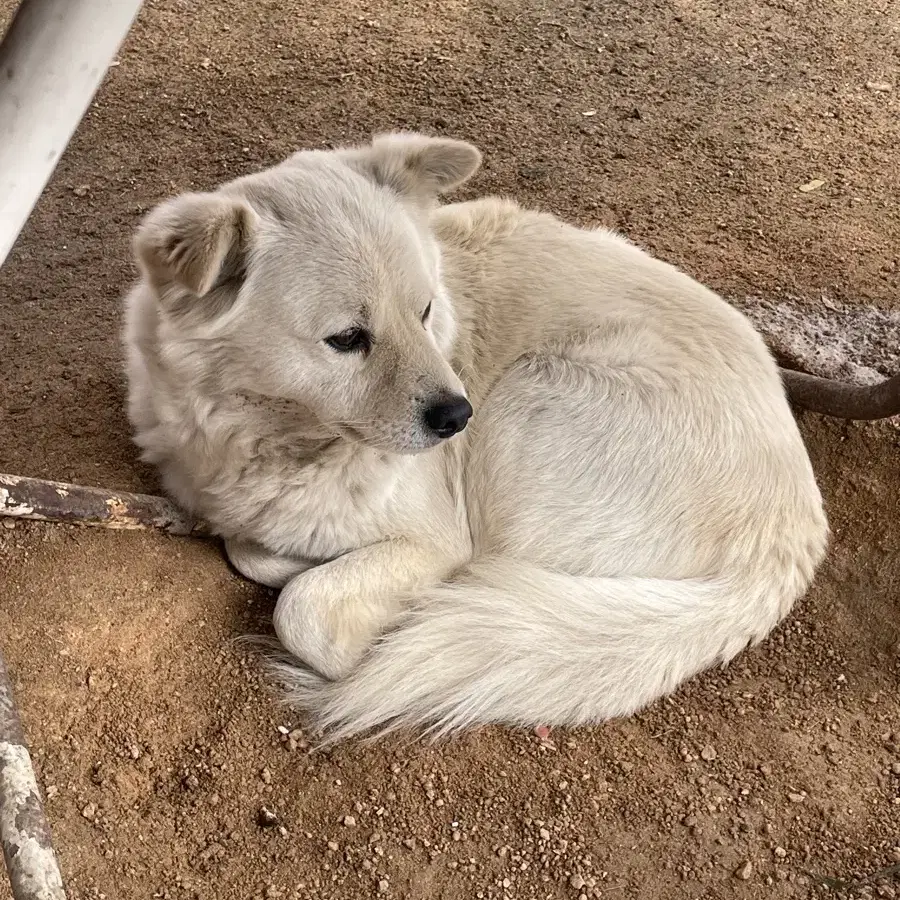 강아지를 찾습니다ㅠㅠ 사례금 30만원드려요