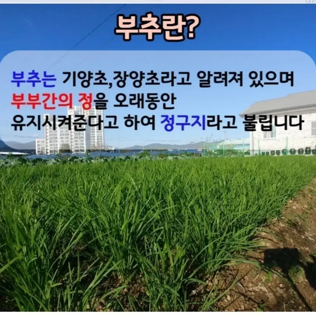 부추생즙