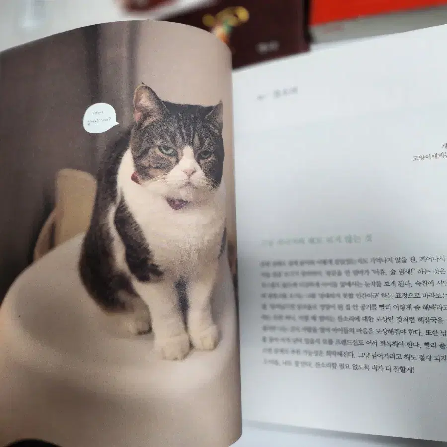 (소장용) 고양이 도서 삽화, 사진집 4p 일괄