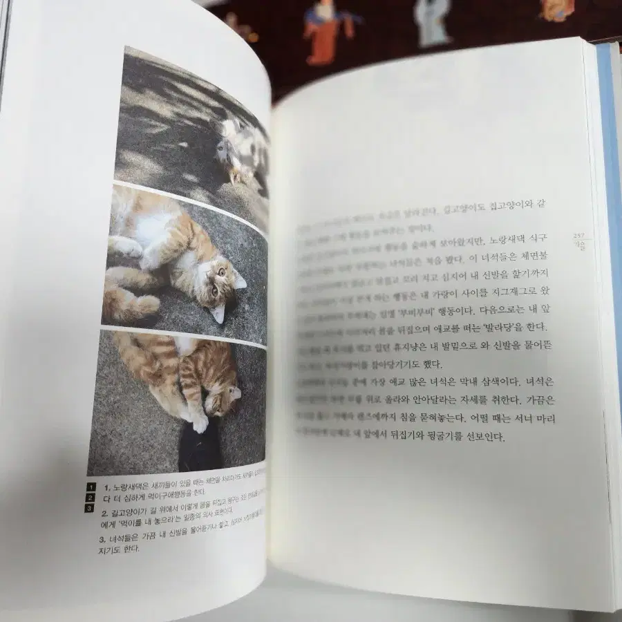 (소장용) 고양이 도서 삽화, 사진집 4p 일괄