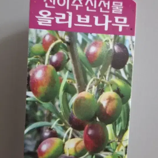 솜사탕 올리브나무