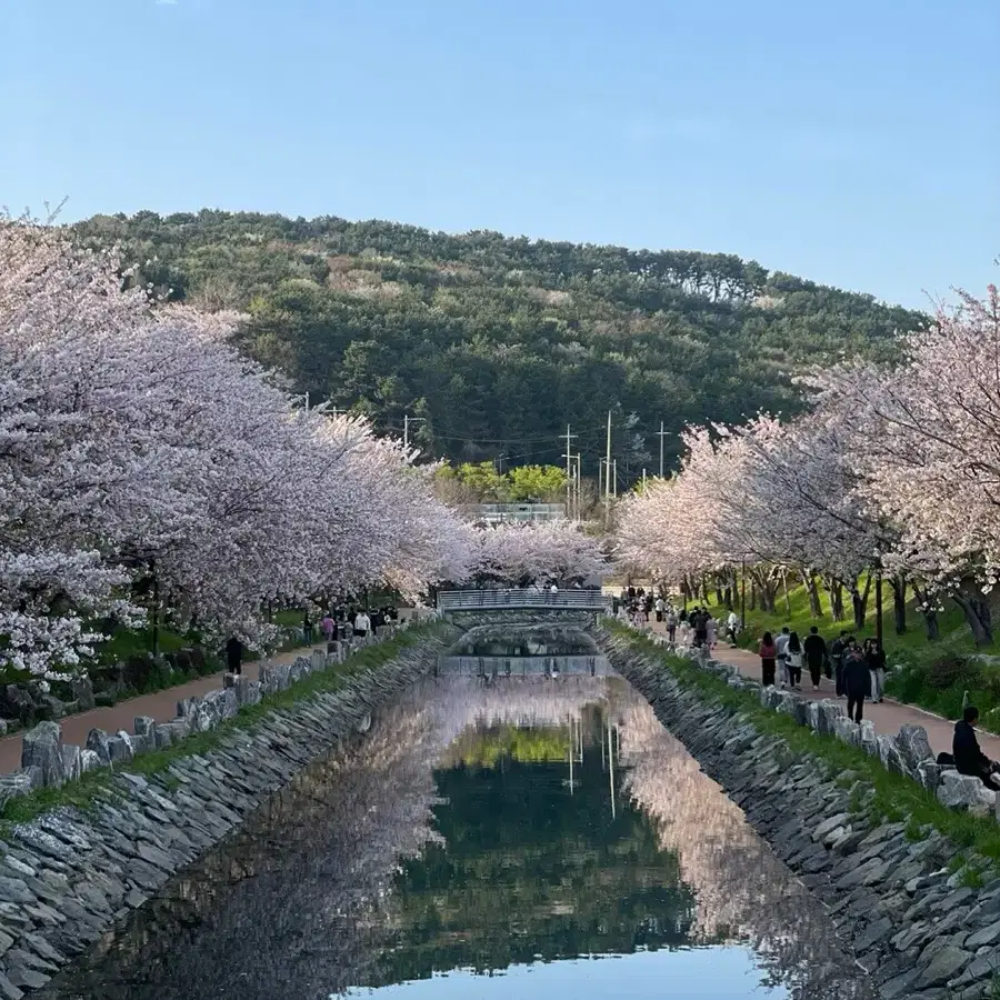 나이키 로우 쉐터드