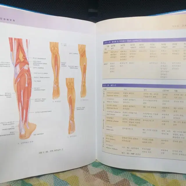 *인체해부학(개정3판)/현문사/무료택배