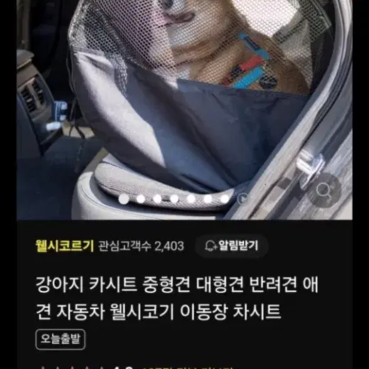 웰시코기 차시트