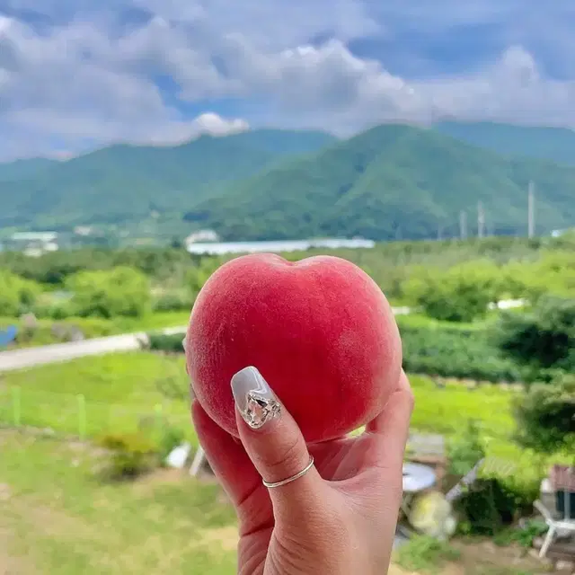 가격파괴 4kg 15000원 무료배송이벤트 부모님직접농사 청도복숭아