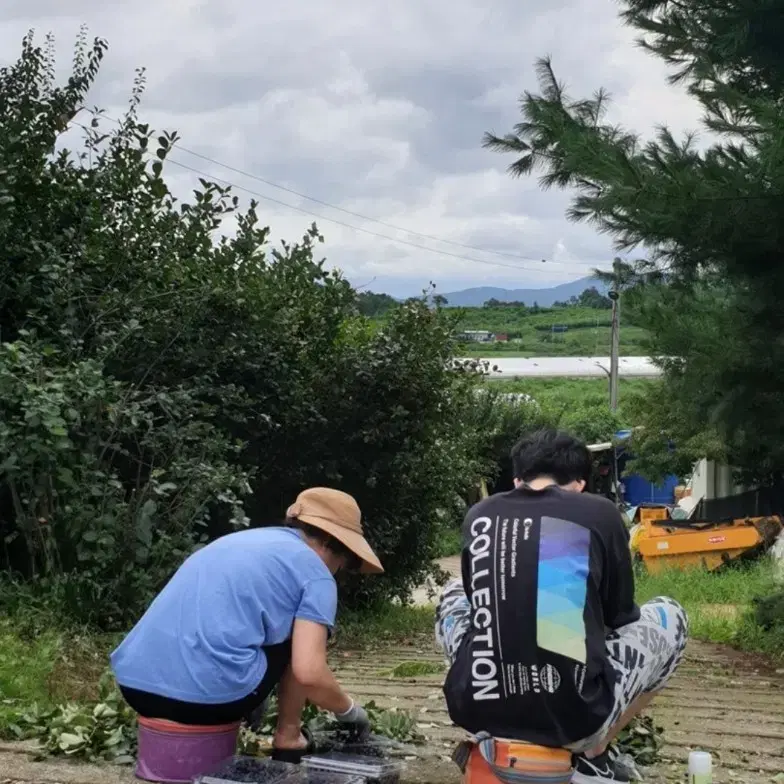 베리의 왕..아로니아 판매