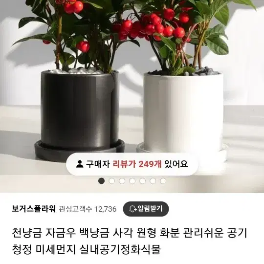 몬스테라 천냥금 페퍼민트 식물