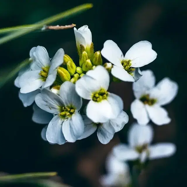 애기장대(Arabidopsis thaliana) 종자 판매