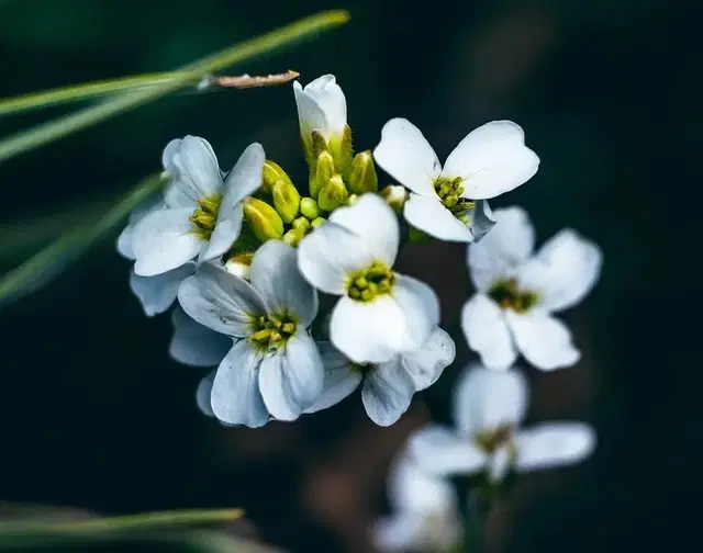 애기장대(Arabidopsis thaliana) 종자 판매