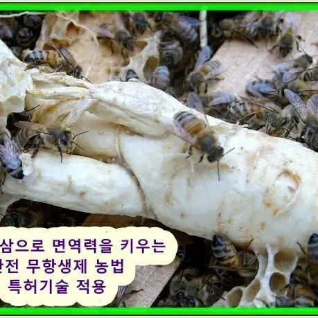 명품 무항생제 농법 로얄제리 50g 10병+2병+사은품